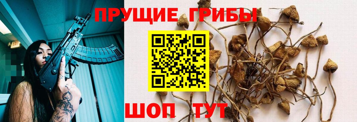Красноярск  наркота  Вход с VPN  Псилоцибиновые грибы Psilocybine cubensis 